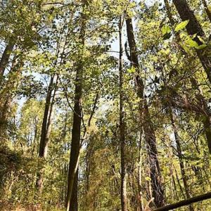 Photo of SOLD!!  44 Acres of Farm and Timber Land For Sale in Pitt County NC!