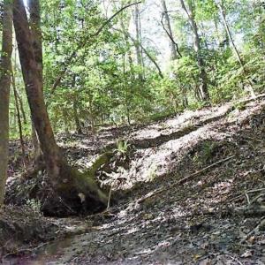 Photo of SOLD!!  44 Acres of Farm and Timber Land For Sale in Pitt County NC!