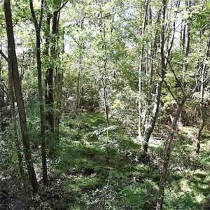 Photo of SOLD!!  44 Acres of Farm and Timber Land For Sale in Pitt County NC!