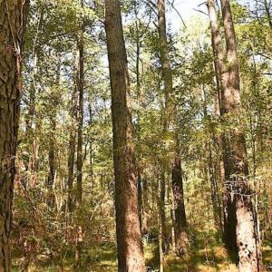 Photo of SOLD!!  44 Acres of Farm and Timber Land For Sale in Pitt County NC!