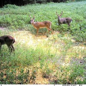 Photo of SOLD!!  44 Acres of Farm and Timber Land For Sale in Pitt County NC!