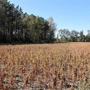Photo of SOLD!!  44 Acres of Farm and Timber Land For Sale in Pitt County NC!