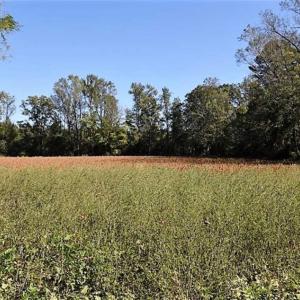 Photo of SOLD!!  44 Acres of Farm and Timber Land For Sale in Pitt County NC!