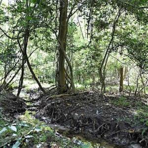 Photo of SOLD!!  44 Acres of Farm and Timber Land For Sale in Pitt County NC!