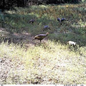 Photo of SOLD!!  44 Acres of Farm and Timber Land For Sale in Pitt County NC!