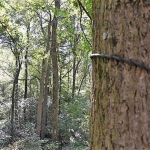 Photo of SOLD!!  44 Acres of Farm and Timber Land For Sale in Pitt County NC!