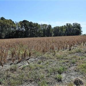 Photo of SOLD!!  44 Acres of Farm and Timber Land For Sale in Pitt County NC!