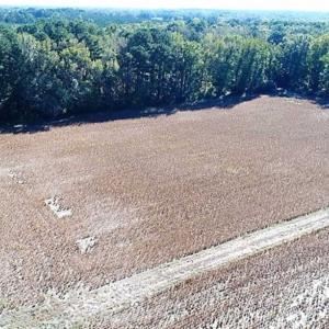 Photo of SOLD!!  44 Acres of Farm and Timber Land For Sale in Pitt County NC!