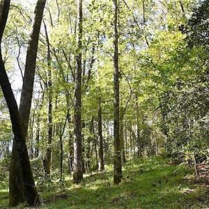 Photo of SOLD!!  44 Acres of Farm and Timber Land For Sale in Pitt County NC!