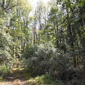 Photo of SOLD!!  36 Acres of Farm and Timber Land For Sale in Edgecombe County NC!