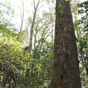Photo of SOLD!!  36 Acres of Farm and Timber Land For Sale in Edgecombe County NC!
