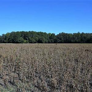 Photo of SOLD!!  36 Acres of Farm and Timber Land For Sale in Edgecombe County NC!