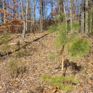 Photo of SOLD!!  28.53 Ac of Residential and Recreational Land in Powhatan County VA!
