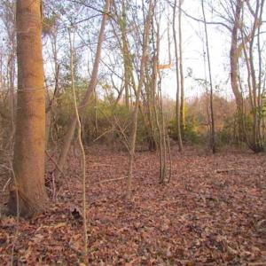 Photo of SOLD!!  3 Acre Residential Building Site For Sale in Suffolk VA!