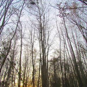 Photo of SOLD!!  3 Acre Residential Building Site For Sale in Suffolk VA!