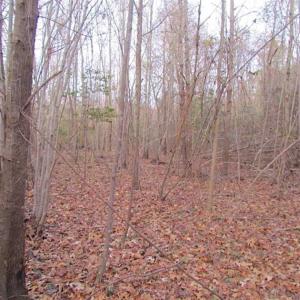 Photo of SOLD!!  3 Acre Residential Building Site For Sale in Suffolk VA!