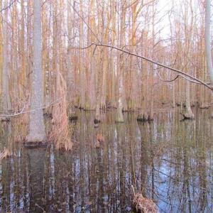 Photo of SOLD!!  3 Acre Residential Building Site For Sale in Suffolk VA!