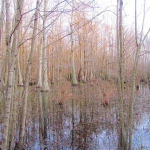 Photo of SOLD!!  3 Acre Residential Building Site For Sale in Suffolk VA!