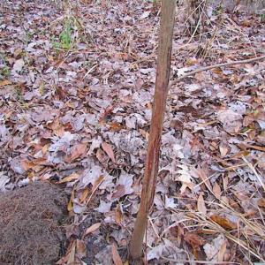 Photo of SOLD!!  3 Acre Residential Building Site For Sale in Suffolk VA!