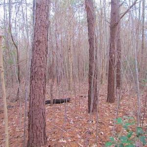 Photo of SOLD!!  3 Acre Residential Building Site For Sale in Suffolk VA!
