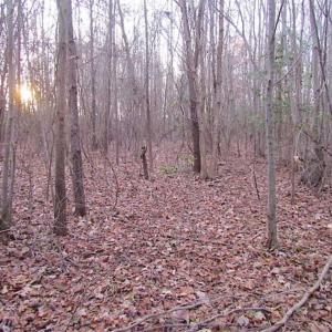 Photo of SOLD!!  3 Acre Residential Building Site For Sale in Suffolk VA!