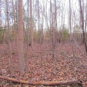 Photo of SOLD!!  3 Acre Residential Building Site For Sale in Suffolk VA!