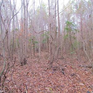 Photo of SOLD!!  3 Acre Residential Building Site For Sale in Suffolk VA!