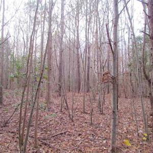 Photo of SOLD!!  3 Acre Residential Building Site For Sale in Suffolk VA!