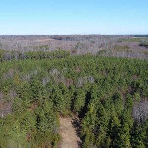 Photo of SOLD!!  63 Acres of Timber and Hunting Land For Sale in Caroline County VA!