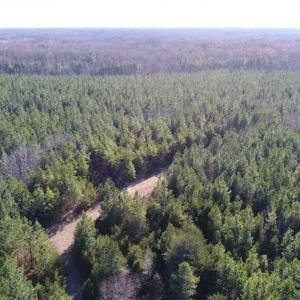 Photo of SOLD!!  63 Acres of Timber and Hunting Land For Sale in Caroline County VA!