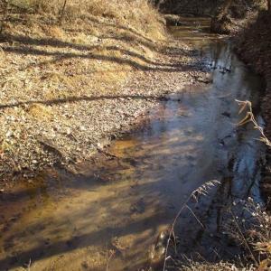 Photo of SOLD!!  63 Acres of Timber and Hunting Land For Sale in Caroline County VA!