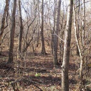 Photo of SOLD!!  63 Acres of Timber and Hunting Land For Sale in Caroline County VA!