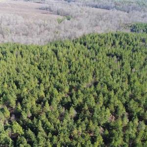 Photo of SOLD!!  63 Acres of Timber and Hunting Land For Sale in Caroline County VA!