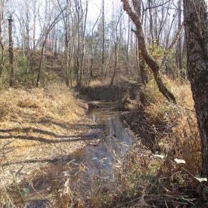 Photo of SOLD!!  63 Acres of Timber and Hunting Land For Sale in Caroline County VA!