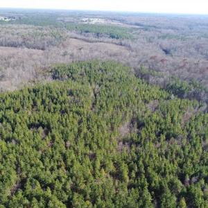 Photo of SOLD!!  63 Acres of Timber and Hunting Land For Sale in Caroline County VA!