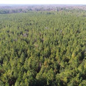 Photo of SOLD!!  63 Acres of Timber and Hunting Land For Sale in Caroline County VA!
