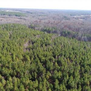 Photo of SOLD!!  63 Acres of Timber and Hunting Land For Sale in Caroline County VA!