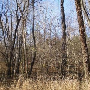 Photo of SOLD!!  63 Acres of Timber and Hunting Land For Sale in Caroline County VA!