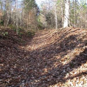 Photo of SOLD!!  63 Acres of Timber and Hunting Land For Sale in Caroline County VA!