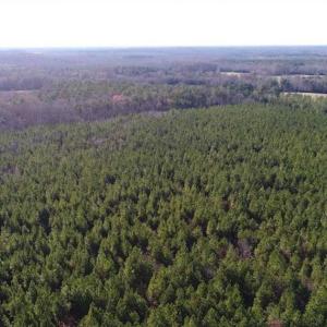 Photo of SOLD!!  63 Acres of Timber and Hunting Land For Sale in Caroline County VA!