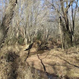Photo of SOLD!!  63 Acres of Timber and Hunting Land For Sale in Caroline County VA!