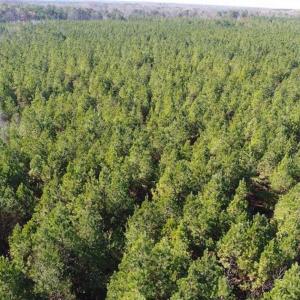 Photo of SOLD!!  63 Acres of Timber and Hunting Land For Sale in Caroline County VA!