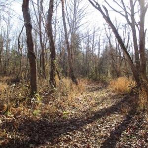 Photo of SOLD!!  63 Acres of Timber and Hunting Land For Sale in Caroline County VA!