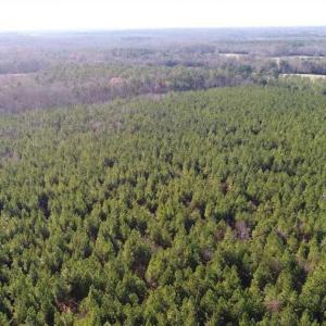 Photo of SOLD!!  63 Acres of Timber and Hunting Land For Sale in Caroline County VA!