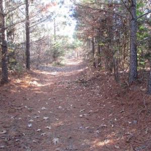 Photo of SOLD!!  63 Acres of Timber and Hunting Land For Sale in Caroline County VA!