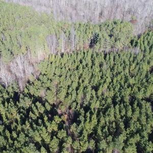 Photo of SOLD!!  63 Acres of Timber and Hunting Land For Sale in Caroline County VA!