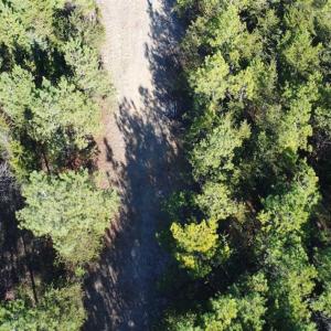 Photo of SOLD!!  63 Acres of Timber and Hunting Land For Sale in Caroline County VA!