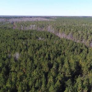 Photo of SOLD!!  63 Acres of Timber and Hunting Land For Sale in Caroline County VA!