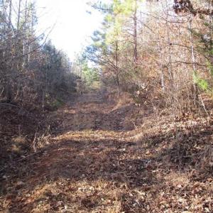 Photo of SOLD!!  63 Acres of Timber and Hunting Land For Sale in Caroline County VA!