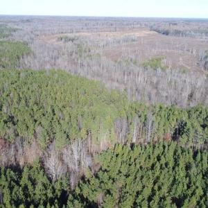 Photo of SOLD!!  63 Acres of Timber and Hunting Land For Sale in Caroline County VA!